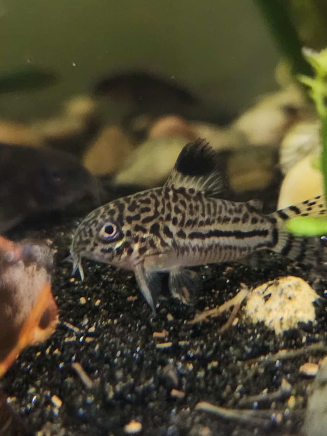 False Julii Corydoras