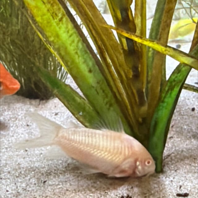Albino Corydoras