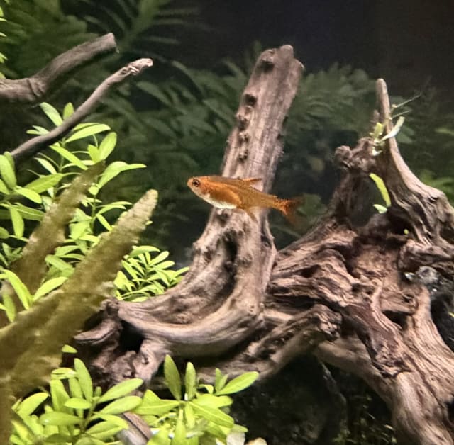Ember Tetra