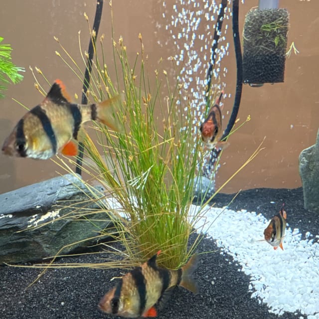 Dwarf Hairgrass
