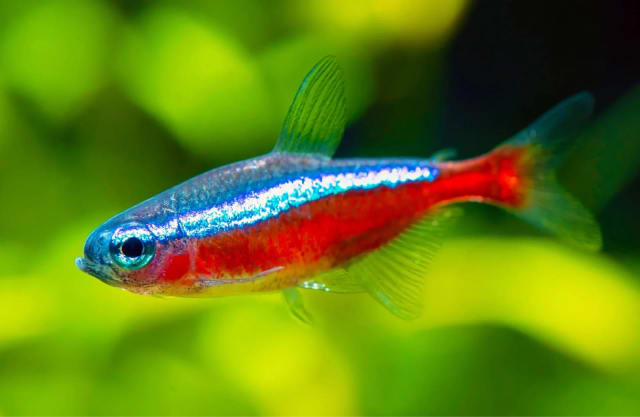 Cardinal Tetra