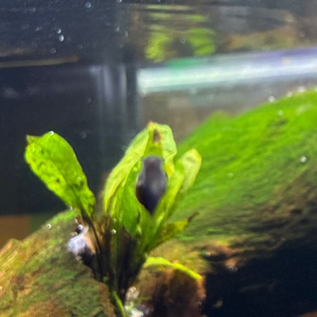 Bladder Snail