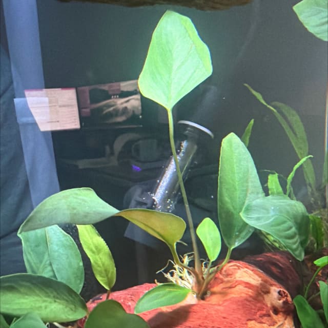 Anubias Coffeefolia