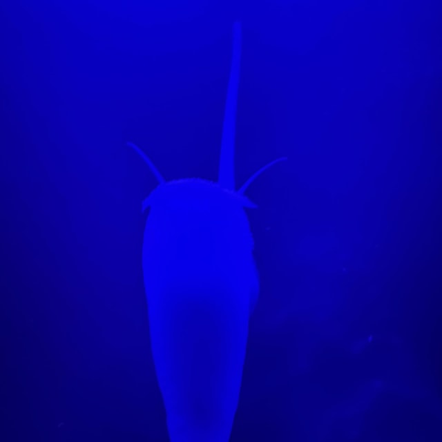 Nassarius Snail