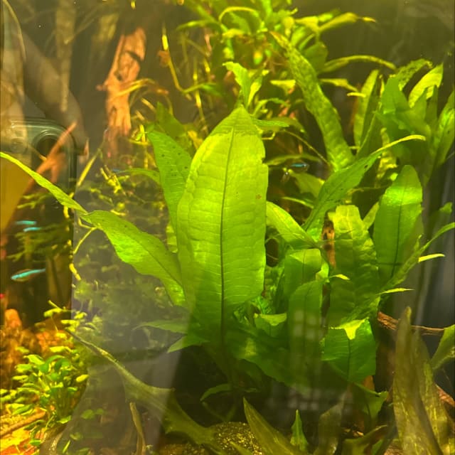 Java Fern