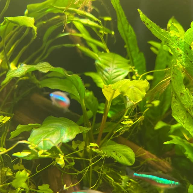 Anubias Coffeefolia