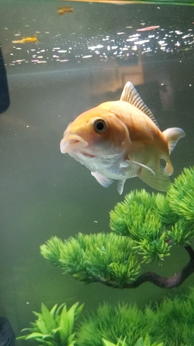 Common Goldfish
