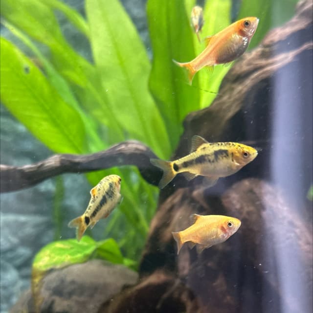 Gold Barb