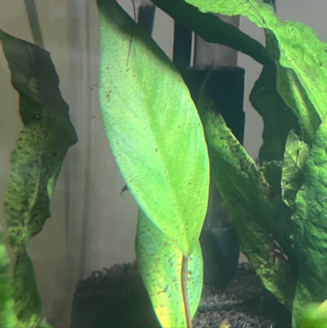 Anubias Barteri