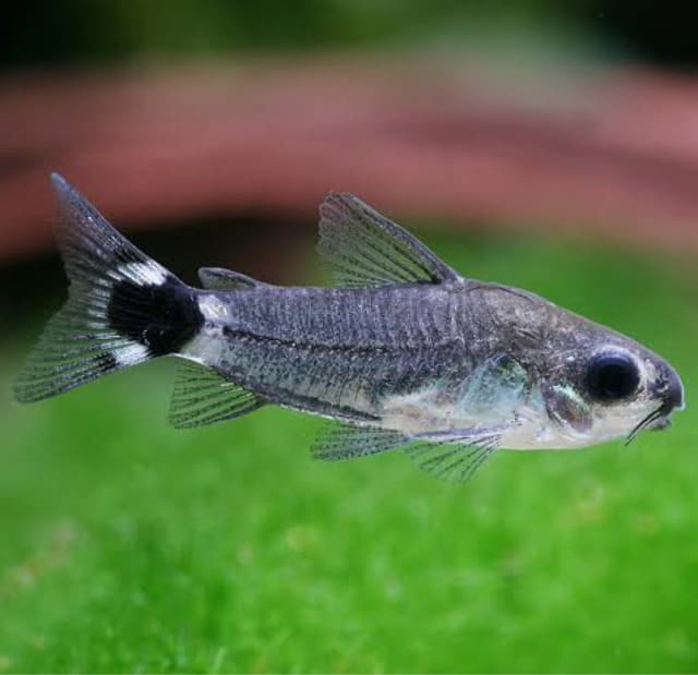 Hastatus Corydoras