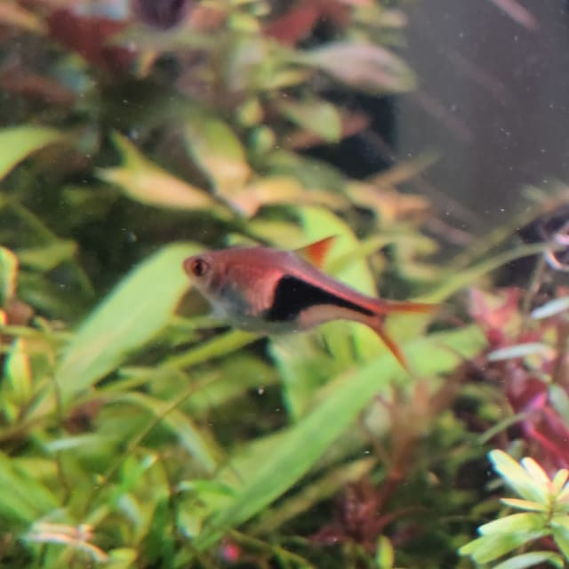 Harlequin Rasbora