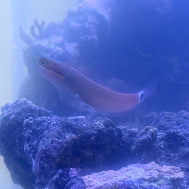 Tailspot Blenny