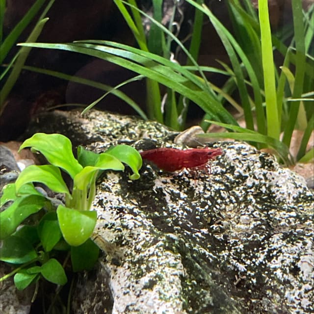 Red Cherry Shrimp