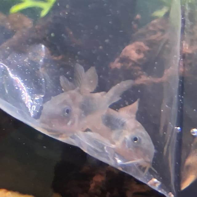 Bronze Corydoras