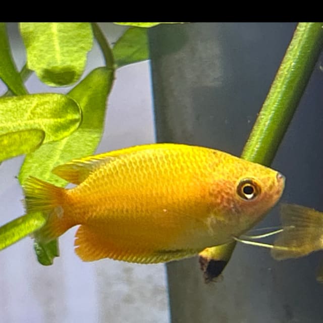 Gold Honey Gourami