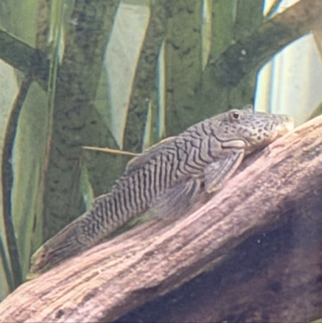 Rubber Lip Pleco