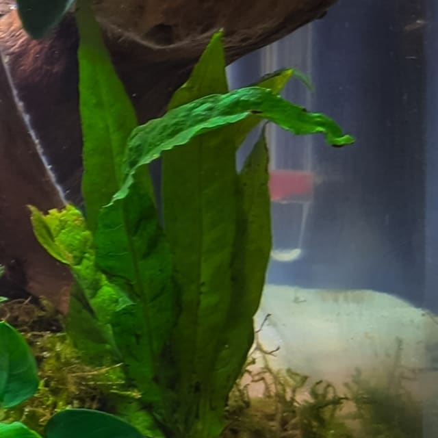 Java Fern