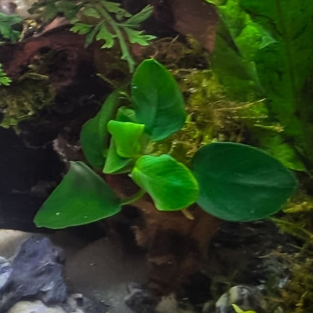 Anubias Nana Petite