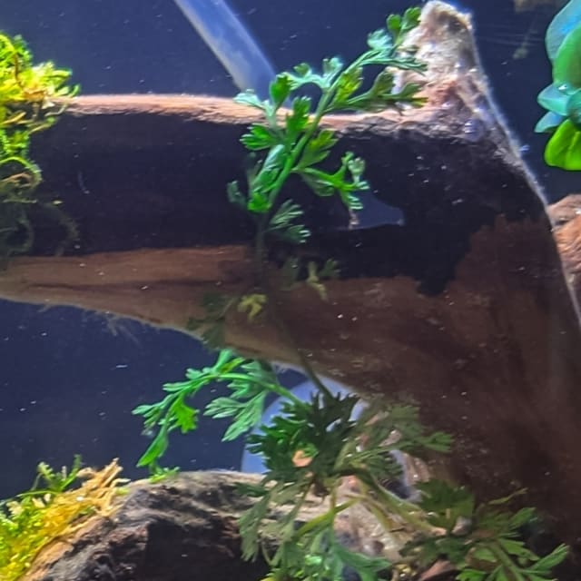 African Water Fern