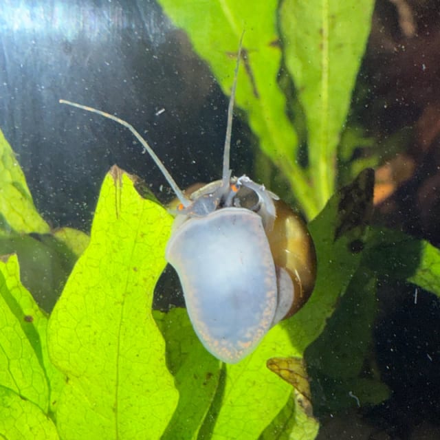 Magenta Mystery Snail