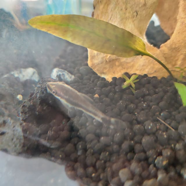 Otocinclus