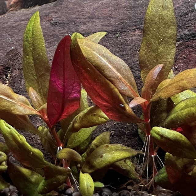Alternanthera Reineckii Mini