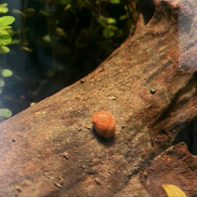 Batik Nerite Snail