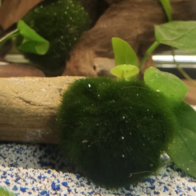 Marimo Moss Ball