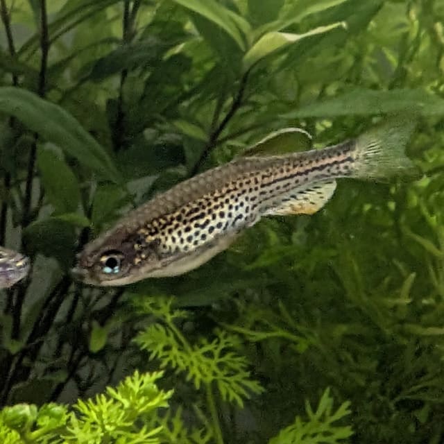 Leopard Danio
