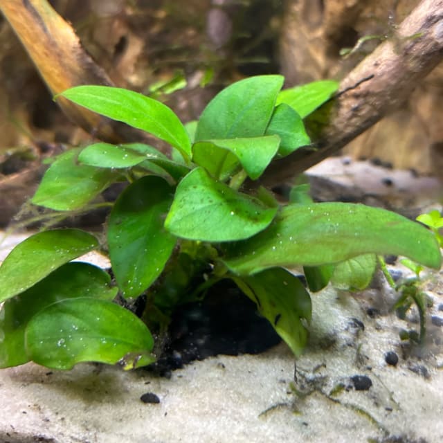 Anubias Nana Petite