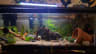 The TANK