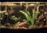 Two and a Half Gouramis