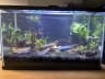 Ten Gallon