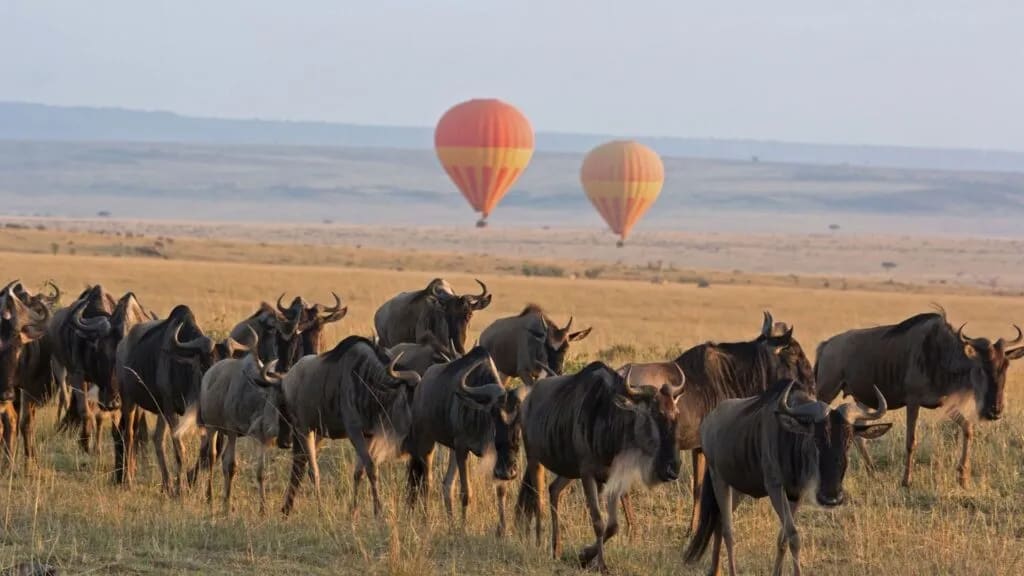 5-day Northern Tanzania safari tour covering Serengeti, Ngorongoro, Tarangire & Manyara
