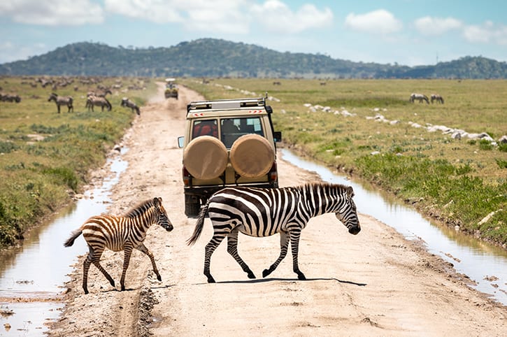 Safari jeep with wildlife in Tanzania