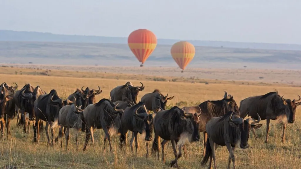 5-day Northern Tanzania safari tour covering Serengeti, Ngorongoro, Tarangire & Manyara
