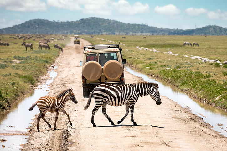 Safari jeep with wildlife in Tanzania