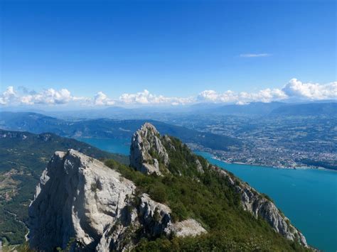 Dent du chat