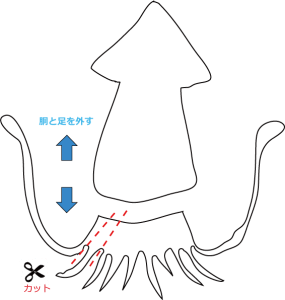 ザリガニ釣りでバイト ザリガニ釣りのエサとポイントと釣り方のコツ