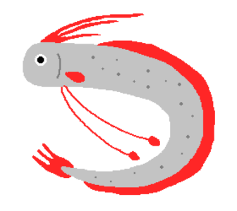 リュウグウノツカイ