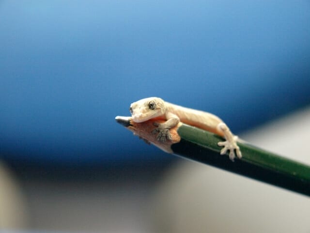 ヤモリを飼う 種類 飼い方 餌 寿命 何でも知りたい ヤモリを飼う 種類 飼い方 餌 寿命 何でも知りたい