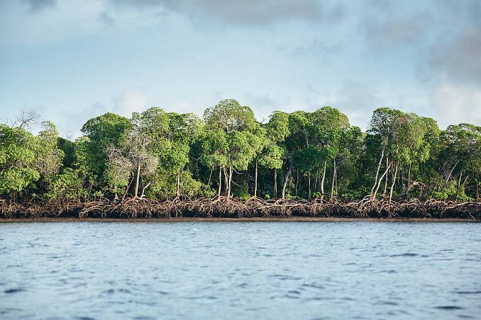 Photo of a mangrove forest in Kenya. /WWF KENYA