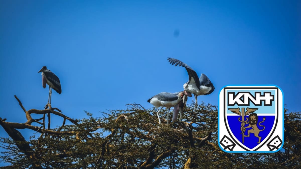 A photo of marabou storks and the logo of Kenyatta National Hospital. /INFONILE.KNH
