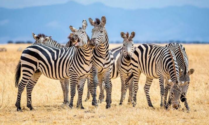 Photo of a group of zebras. /TSAVO NATIONAL PARK
