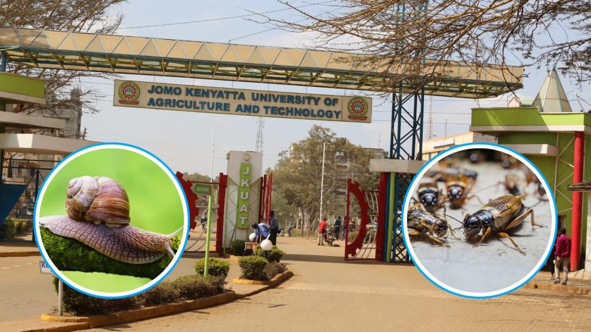 Entrance to Jomo Kenyatta University of Agriculture and Technology and inserts of snails and crickets. /JKUAT.VANTAGE KE