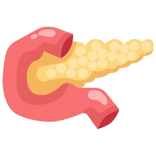 Pancreas