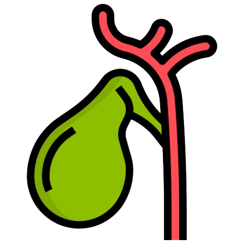 Gallbladder