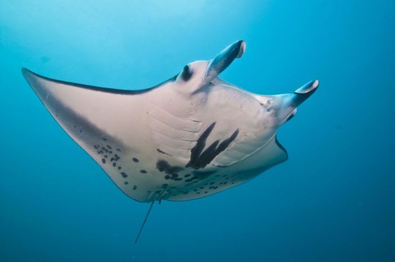 A manta ray swimming in blue water