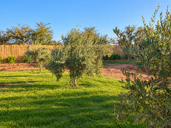 Villa — Olive Tree Villa, Fez Road — photo 2