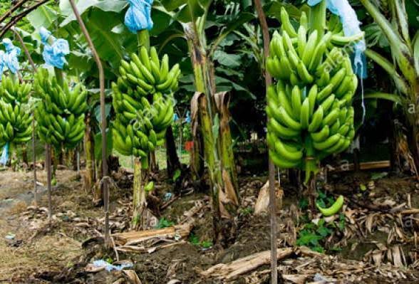 Fruit Farming Sri Lanka